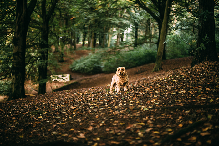 autumn-leaves-canine-cocker-spaniel-305225.jpg