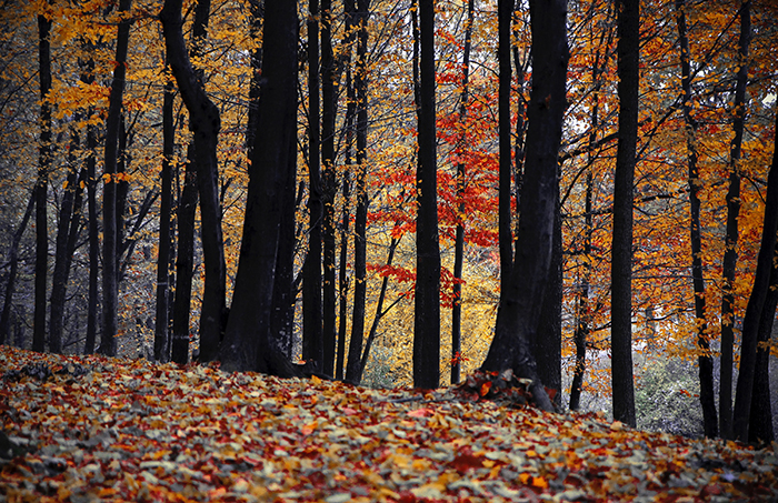 autumn-environment-fall-589799.jpg